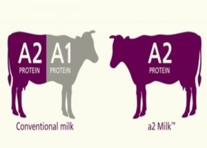 A1 and A2 MILK