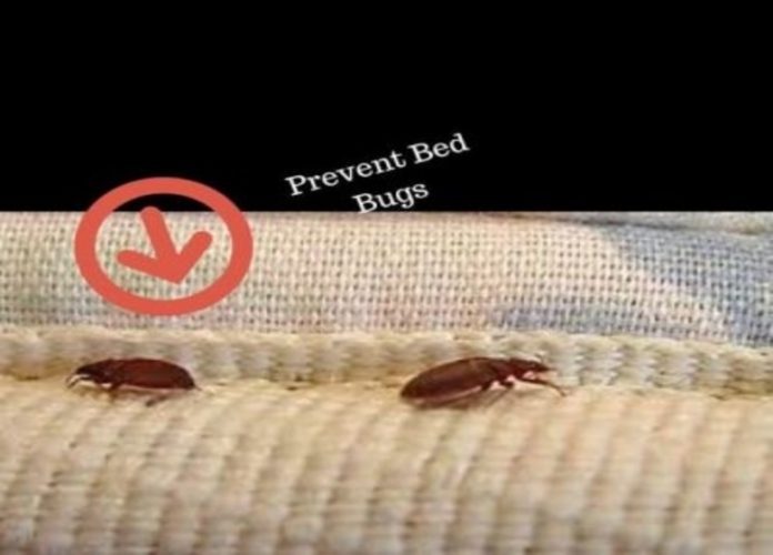 Bed Bug Bites In Kids