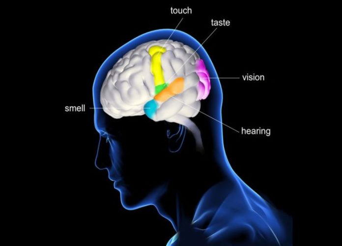 Facts about human brain and senses