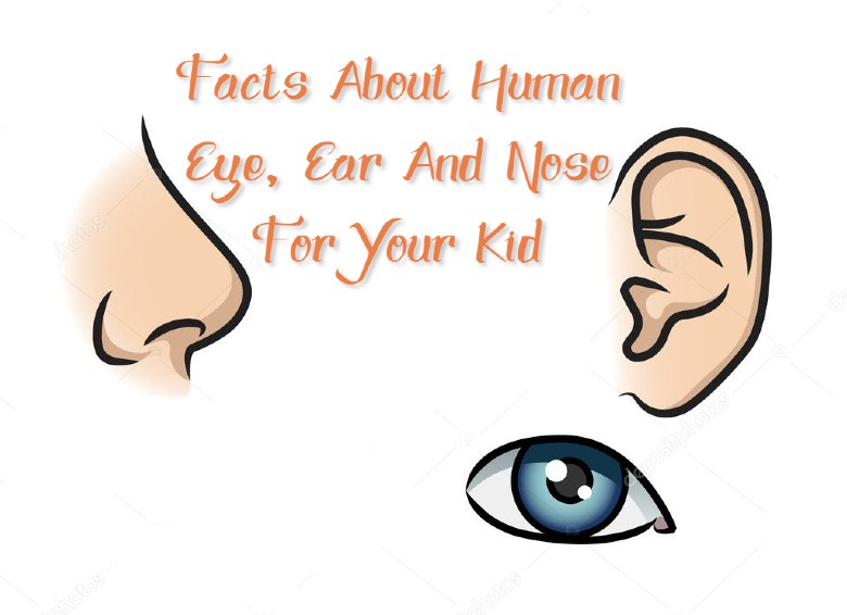 Facts about human eye, ear and nose