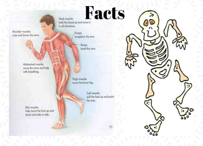facts about human bones, skeleton and muscles