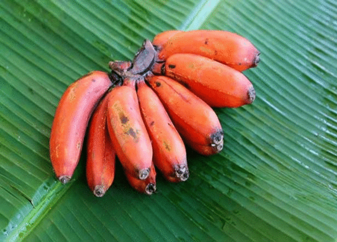 9 Health Benefits Of Red Banana