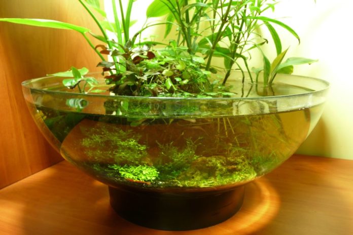 Look Inside For The Tips To Make An Indoor Water Garden