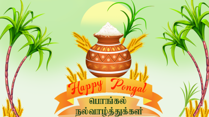 Why is Pongal Festival celebrated?